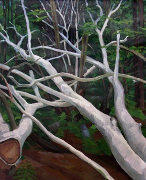 Maine woods birches